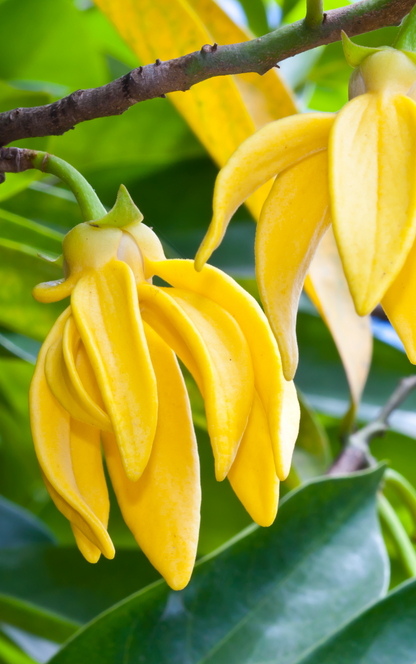 Ylang Ylongings Car Diffuser