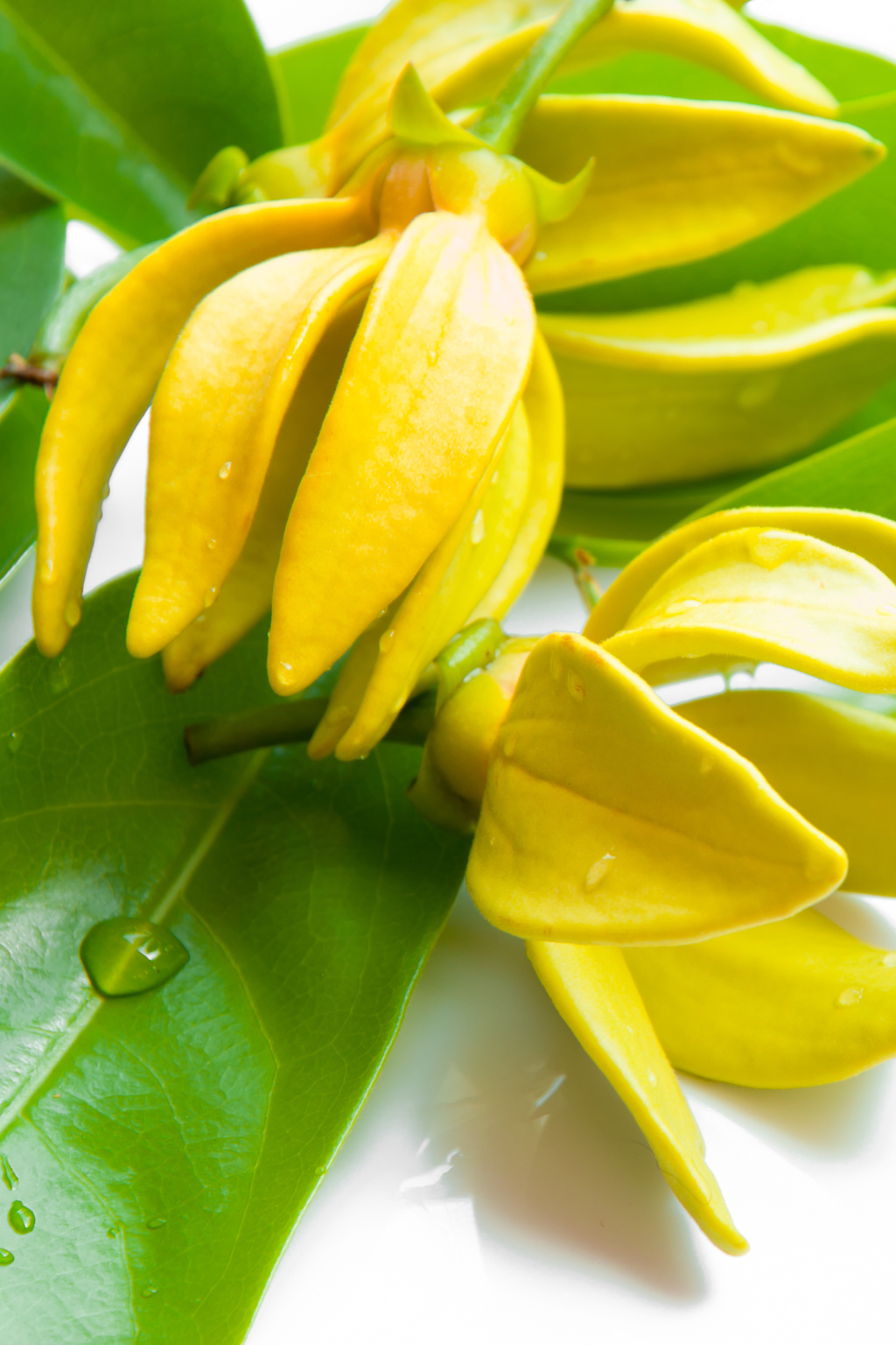 Ylang Ylongings Reed Diffuser