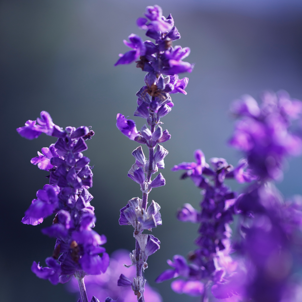 Lavender Luxury Reed Diffuser