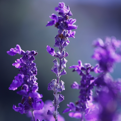 Lavender Luxury Reed Diffuser