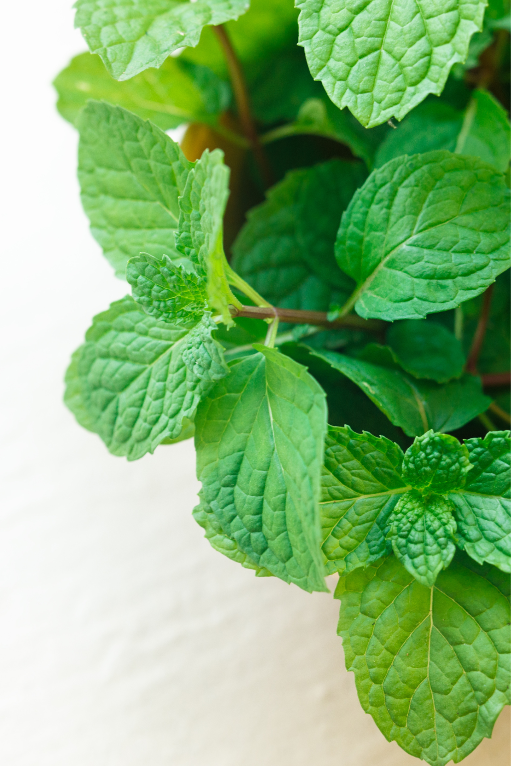 Peppermint Passion Reed Diffuser