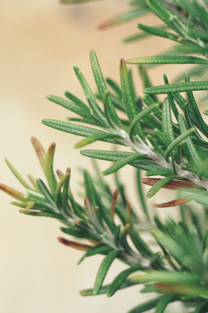 Rosemary Radiance Reed Diffuser