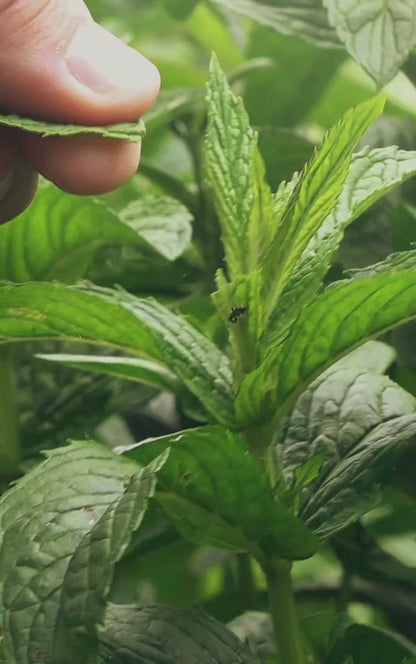 Peppermint Passion Car Diffuser